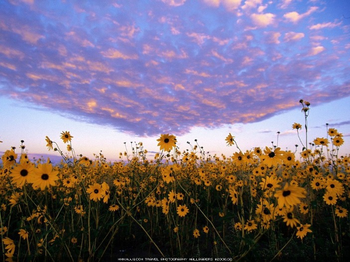 世界杯赔率动态